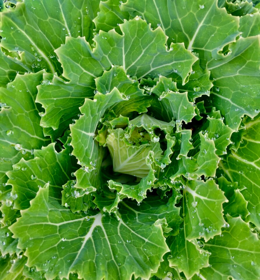 Fresh food organic