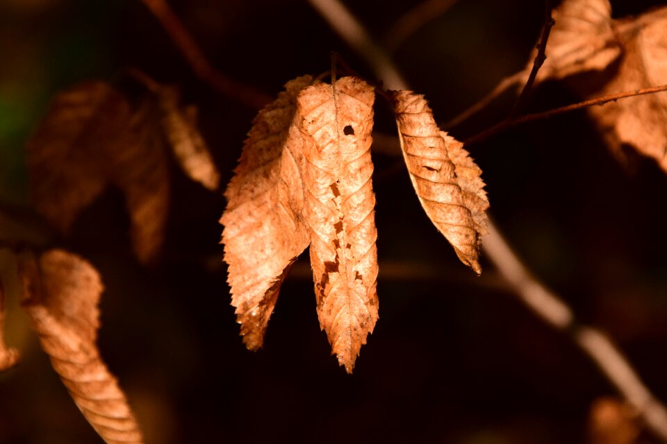 Autumn nature deciduous tree