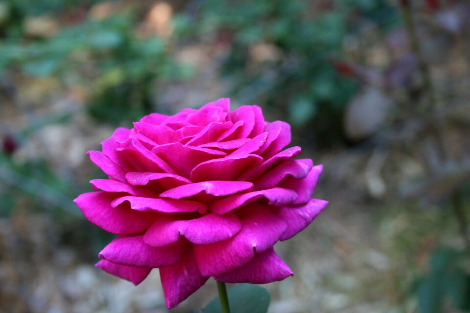 Nature blossom plant