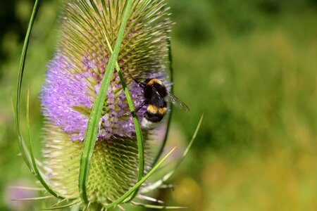 Dipsacaceae nature rough thistle photo