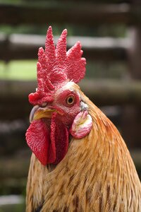 Rooster mohawk hairstyle bird