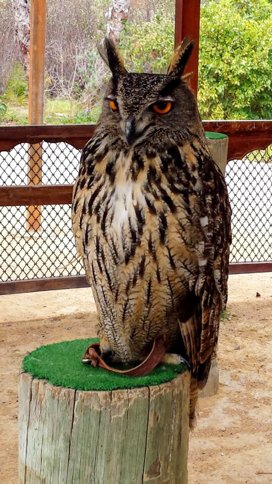 Owls zoo feathers