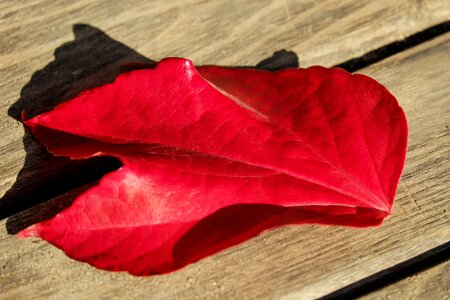Fall foliage leaf red photo