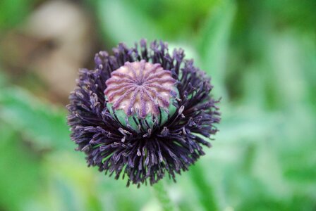 Boll garden klatschmohn capsule