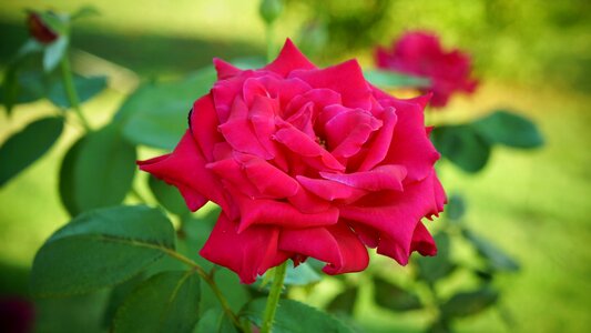 Aroma pink bloom