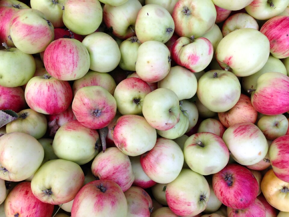 Fruit harvest nutrition