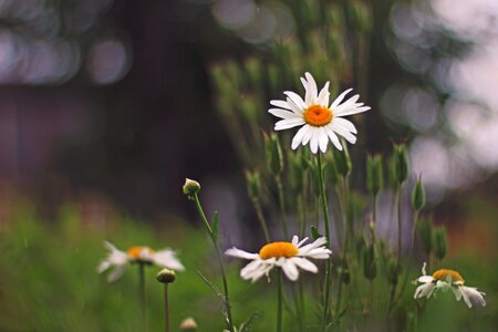 Nature spring summer