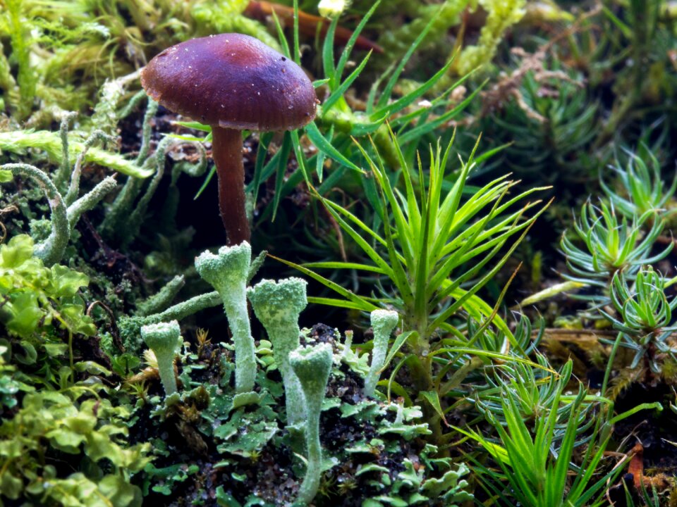 Forest mushroom mushroom liverworts