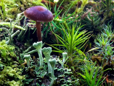 Forest mushroom mushroom liverworts