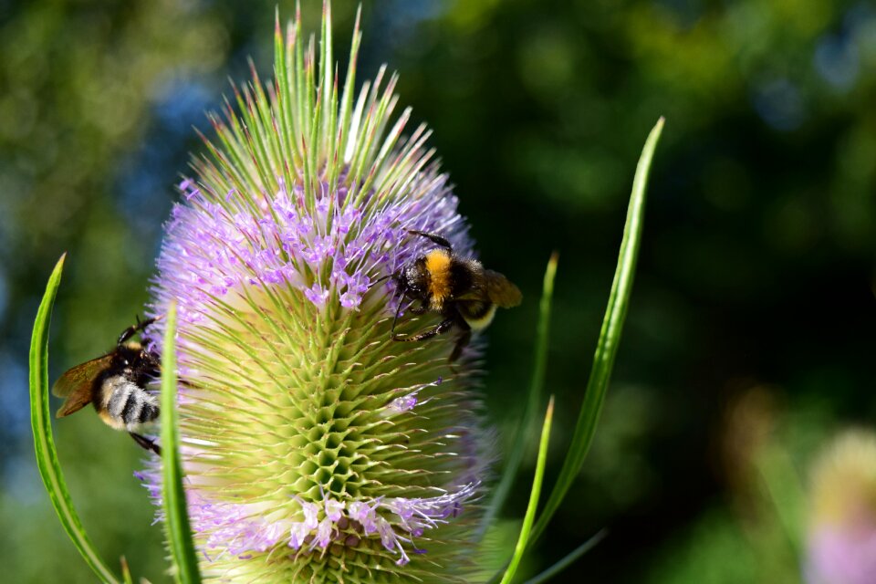 Dipsacaceae nature rough thistle