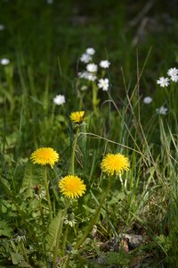 Plant common dandelion nature