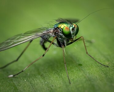 Insect bug green