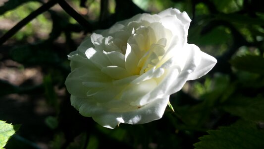 White flowers garden sun