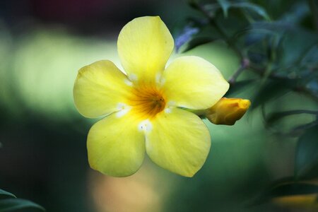 Plant india yellow flowers photo