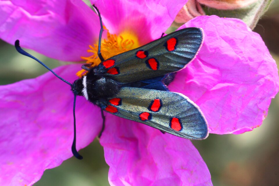 Cistus nature scrubland