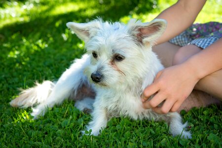 Small dog meadow summer