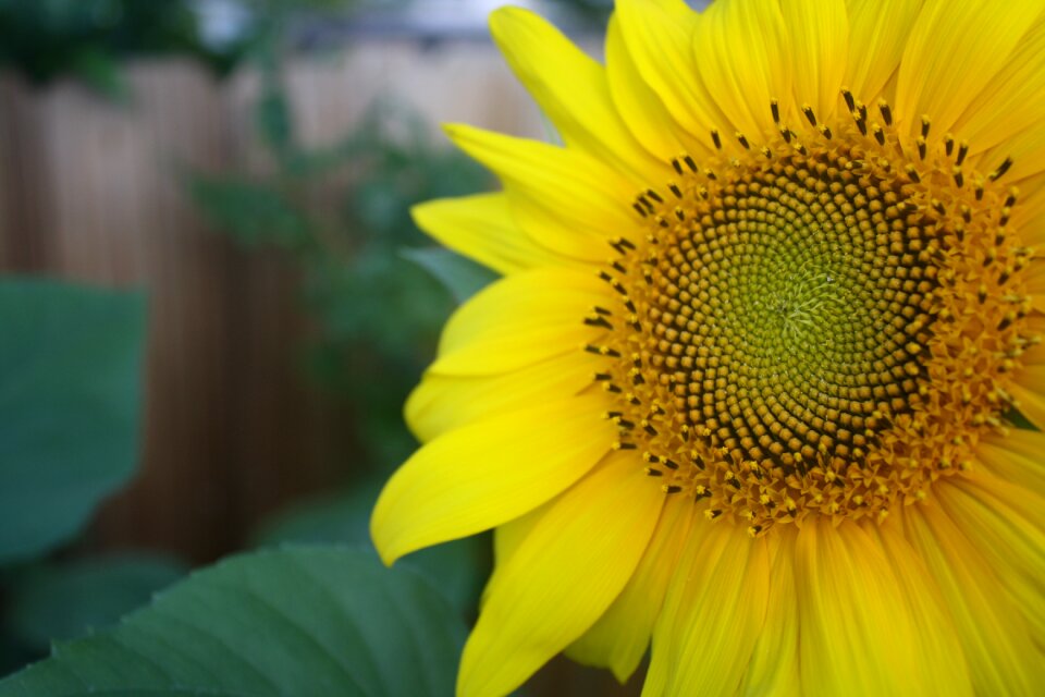 Summer plant natural