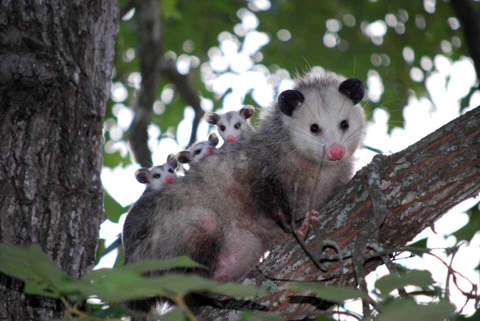 Young wild wildlife
