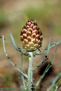 Leuzée plants wild