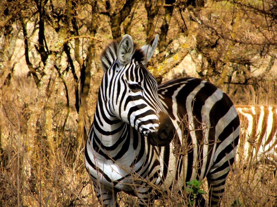 White stripes black