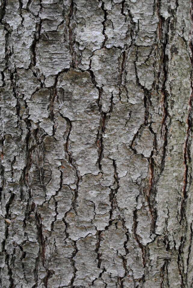 Tree bark trunk grey