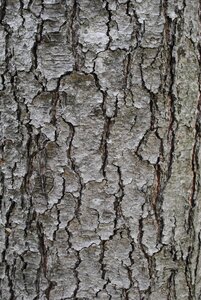 Tree bark trunk grey photo