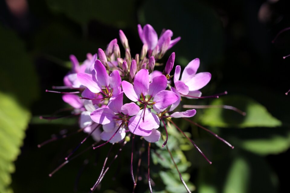 Summer flowers pink flowers nature