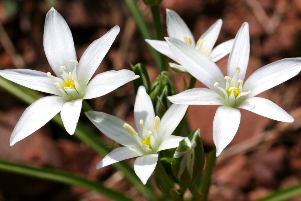 Ornithogalum montanum flower nature