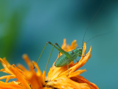 Orange insect green photo