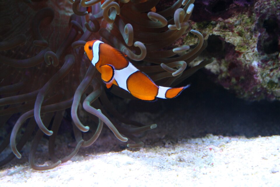 Sea world coral reef animals