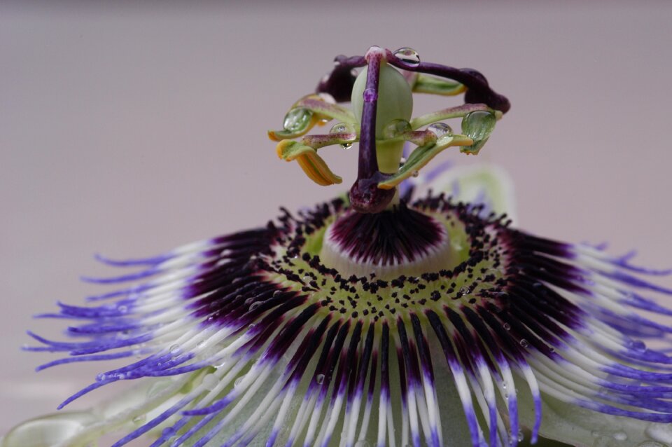 Passion flower water drops purple