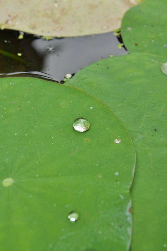 Water leaf blossom