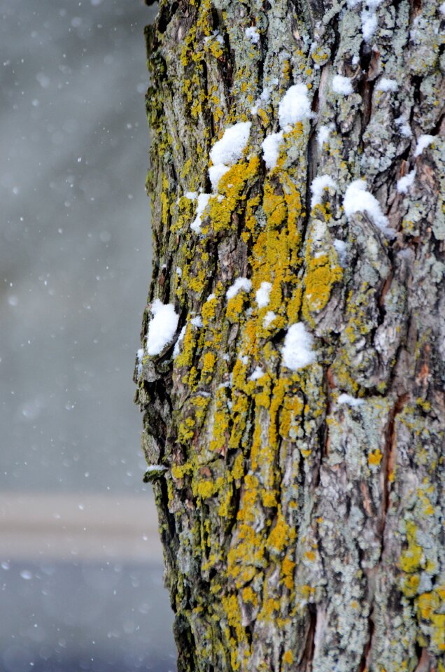 Natural trunk outdoor