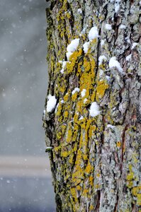 Natural trunk outdoor
