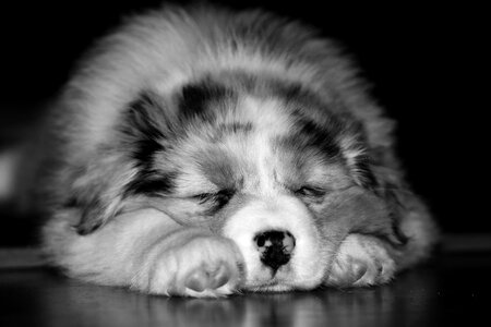 Puppy nos sleep photo