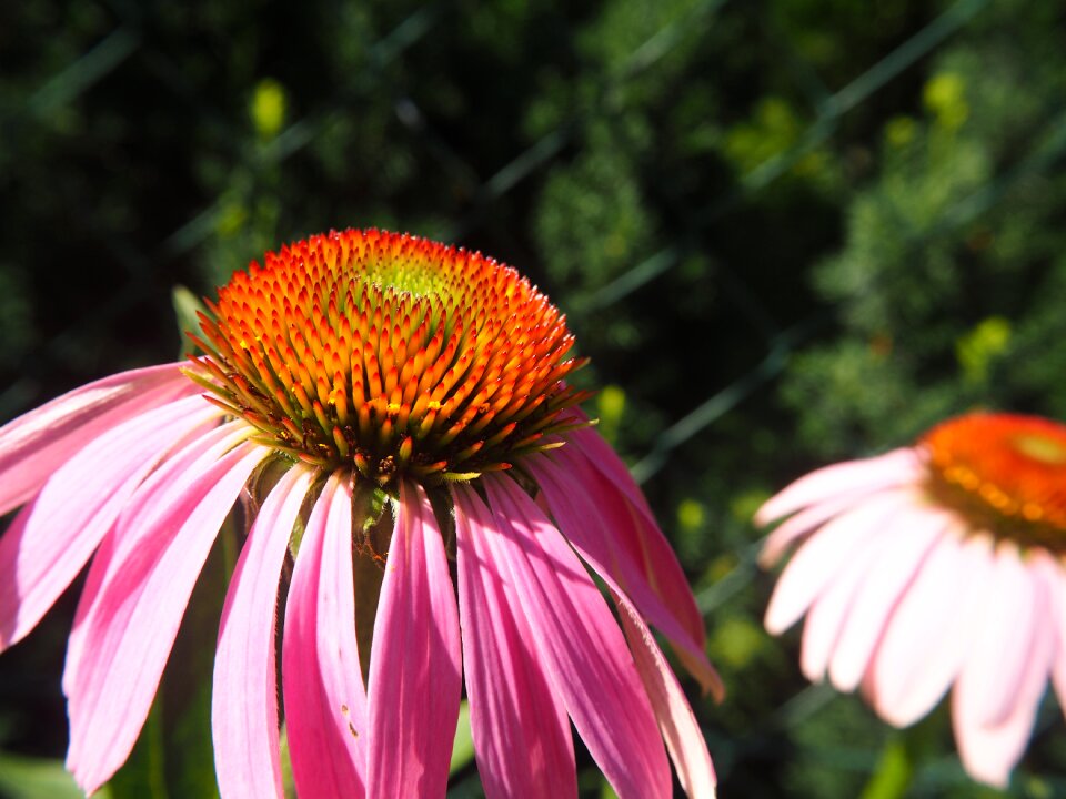 Plant blossom bloom