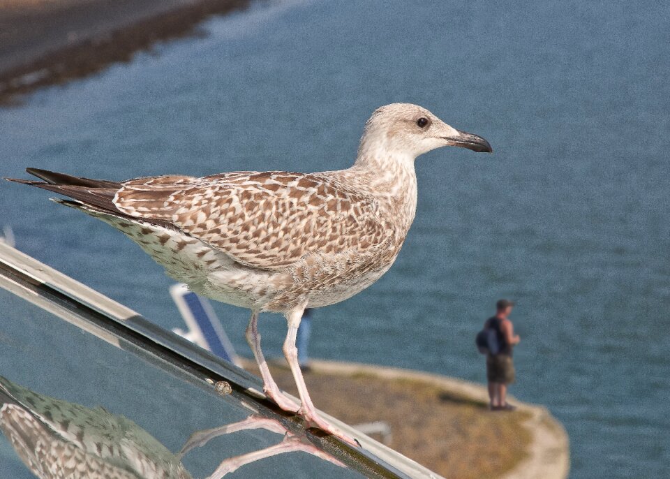 Will eat and be eaten fishing bird