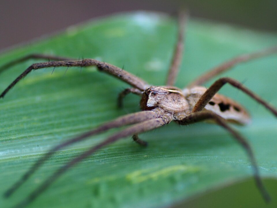 Close up animal world nature
