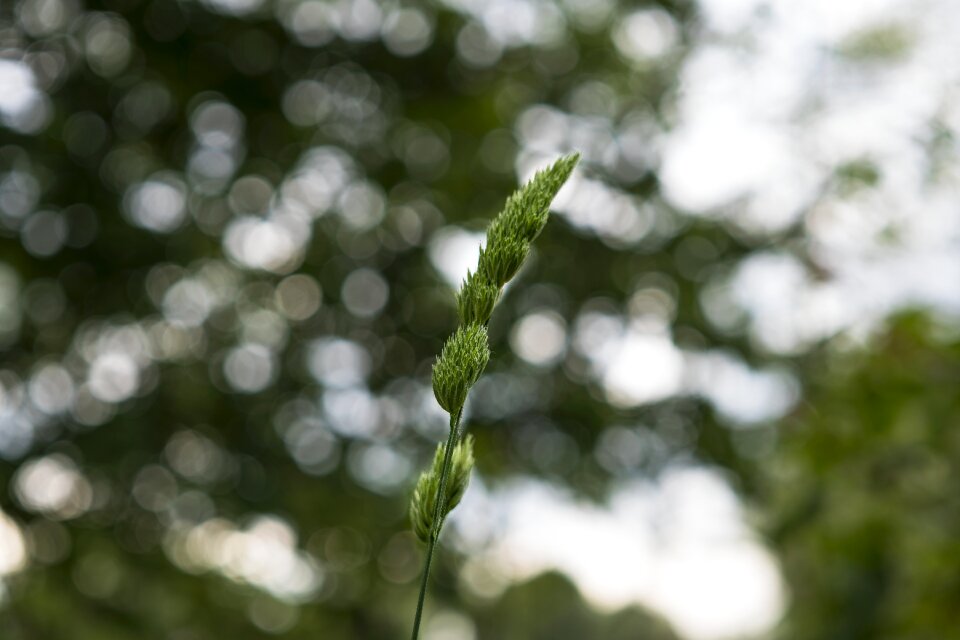 Nature close up green