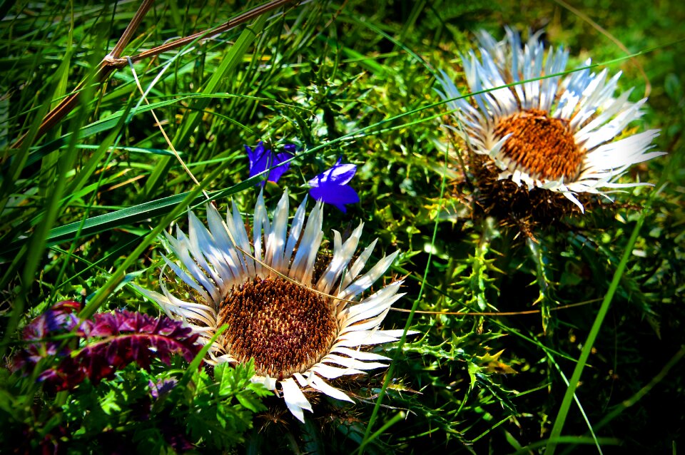 Botany flower blossom