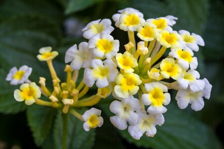 Blossom bloom white yellow