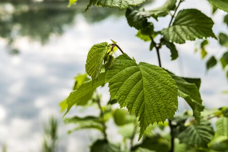 Green nature hazelnut leaf
