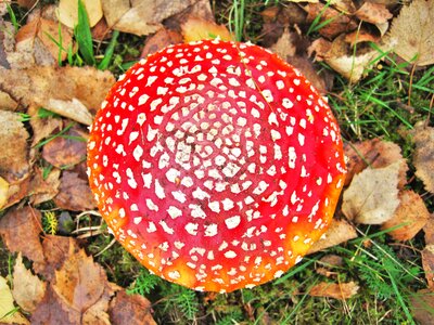 From above lucky guy amanita muscaria photo
