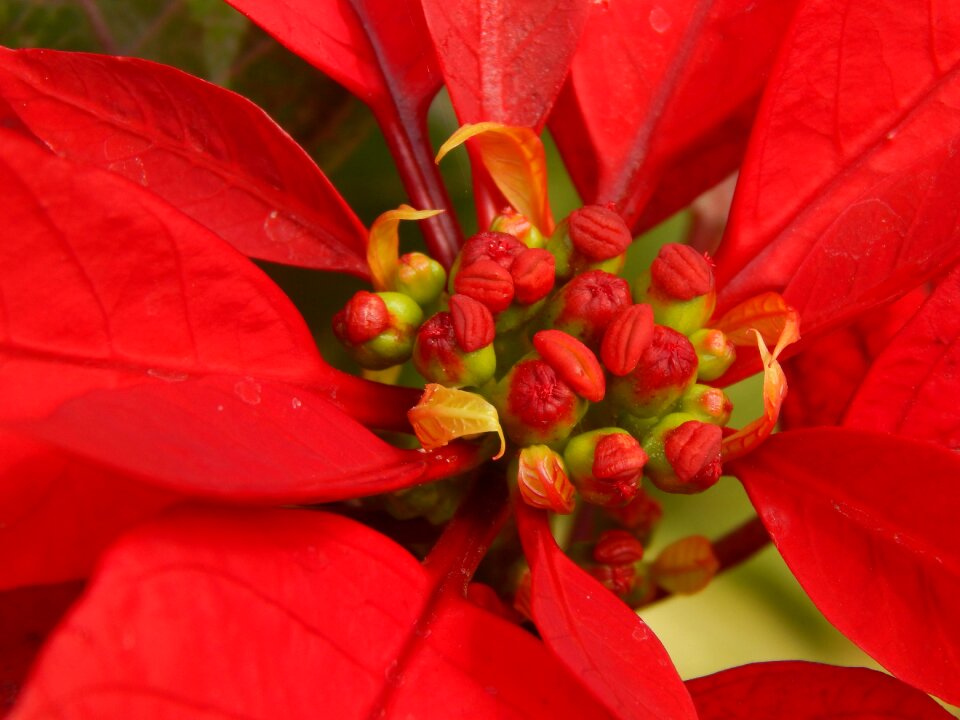 Red flower pistils macro