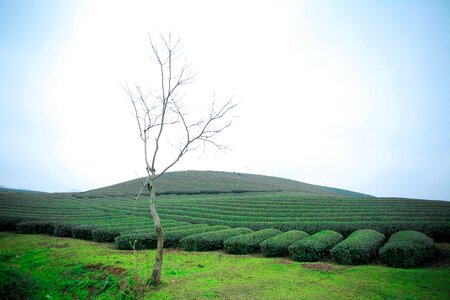 Moc chau tea doi moc chau hill moc chau - son la