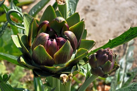 Bloom bud leaf
