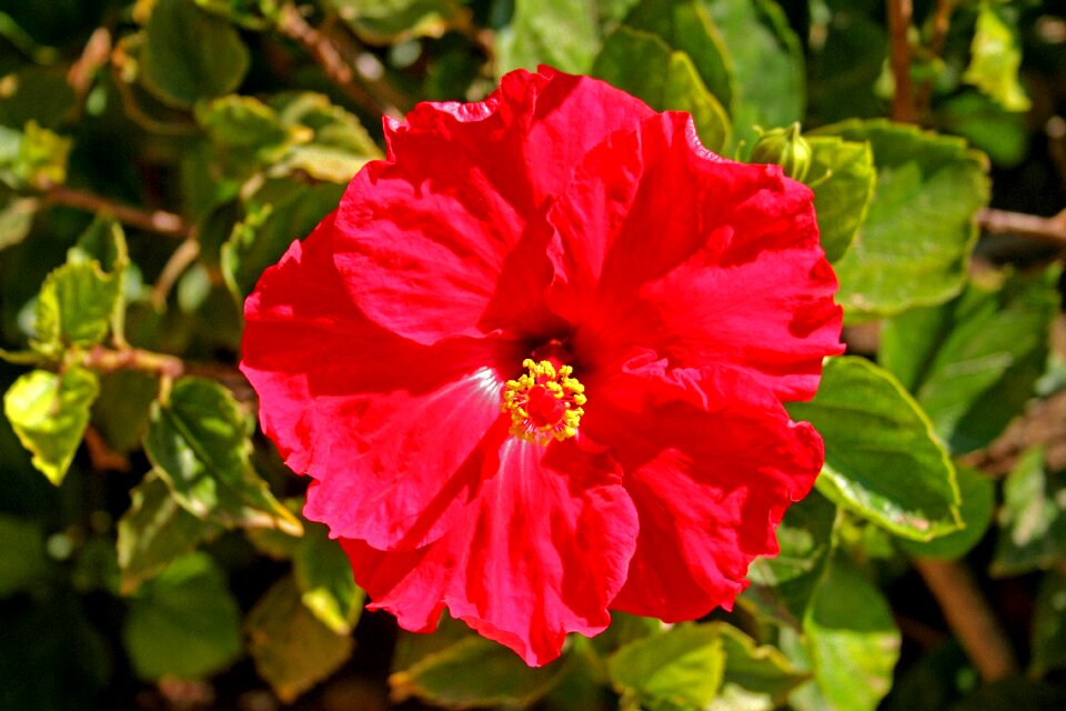 Floral nature blossom
