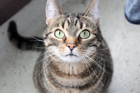 Domestic cat animal tiger cat