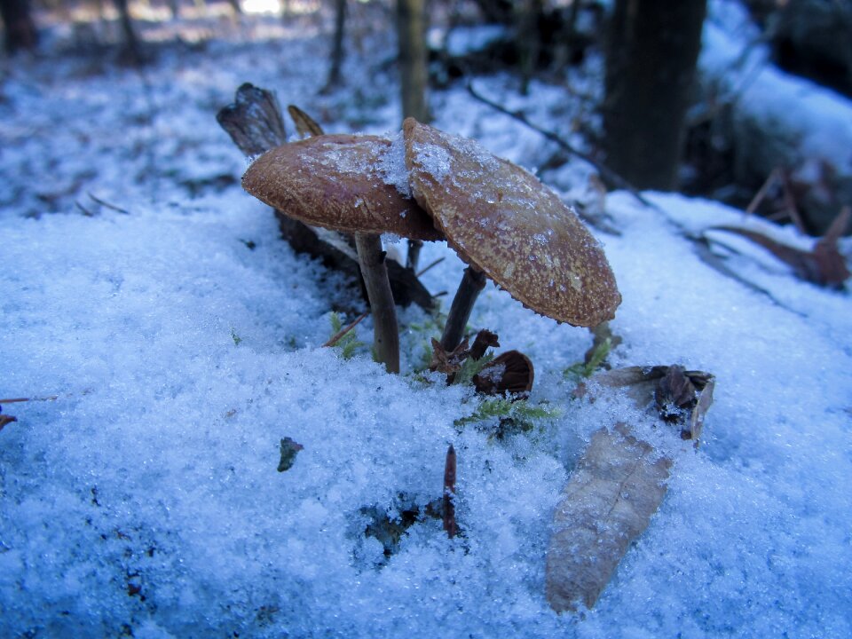Snow winter cold