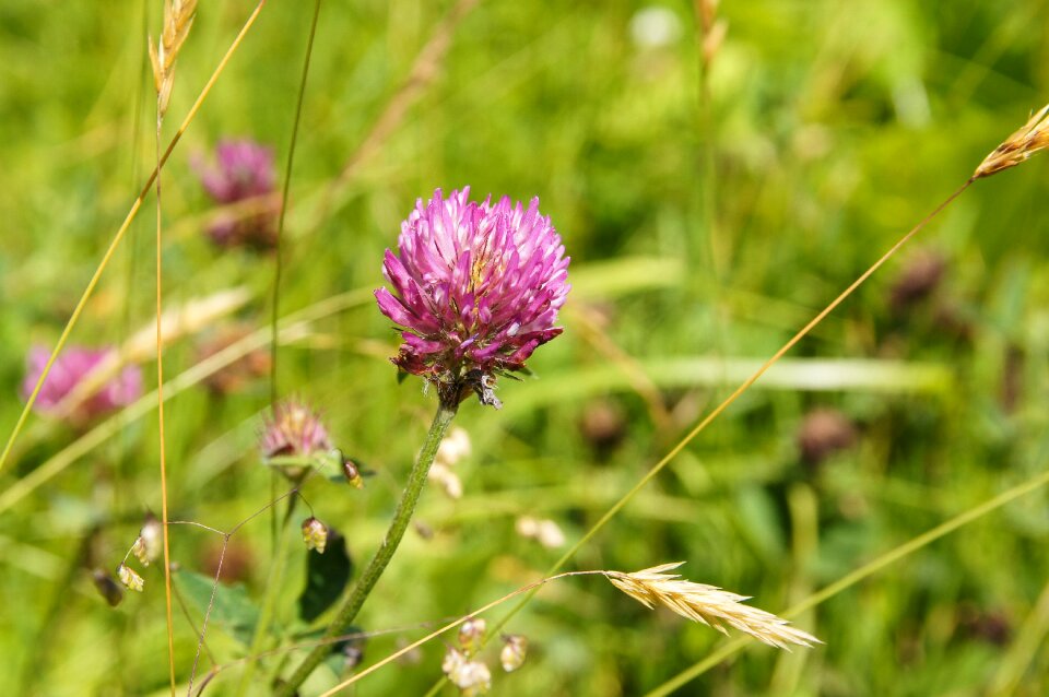 Pink summer meadow